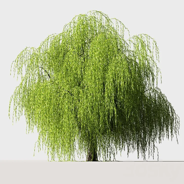Tree Willow